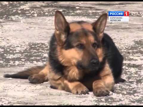 Видео: Честь и закон (на абазинском языке)