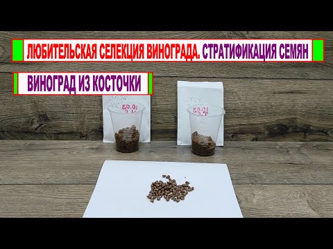 Видео: 🍇 Любительская селекция винограда. Егорутин. Стратификация семян винограда перед посевом в школку.