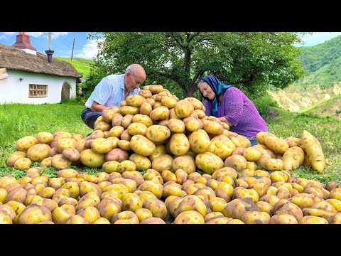Видео: Собираем с грядки крупный картофель и готовим знаменитое азербайджанское блюдо!