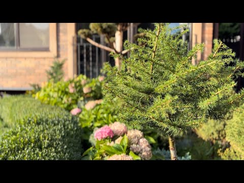 Видео: ЭКСПРЕСС-СТРИЖКИ: КЕДР, КАМЫШ, БАРБАРИС “HELMOND PILLAR”✂️НЕМНОГО ВОСКРЕСНОЙ РАБОТЫ В САДУ ))