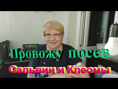 Видео: Весенние посевы цветов клеомы и сальвии.
