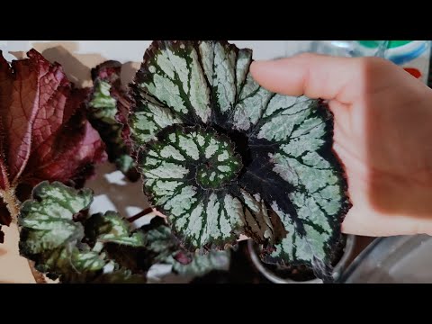 Видео: Зеленая посылочка BeLov begonii 😉