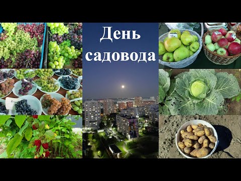Видео: День садовода в Казани прошел весело. Ярмарка винограда. Прила пора копать картошку.