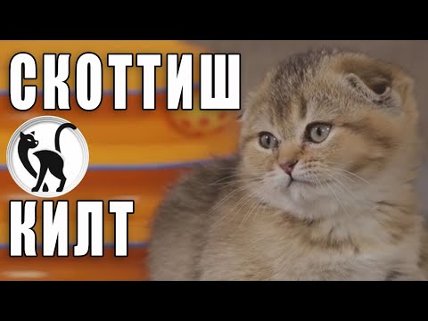 Видео: Скоттиш килт - непризнанная порода кошек. Знакомство с породой Скоттиш килт