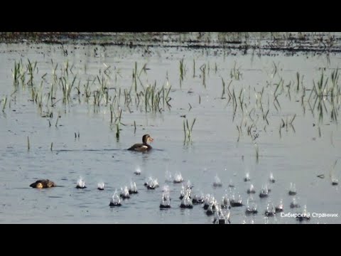 Видео: Как Сибирские мужики на охоту ходят