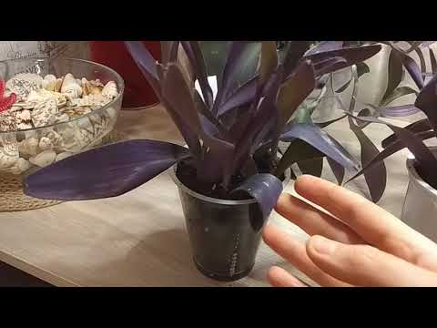 Видео: СЕТКРЕАЗИЯ ПУРПУРНАЯ. #Сеткреазия