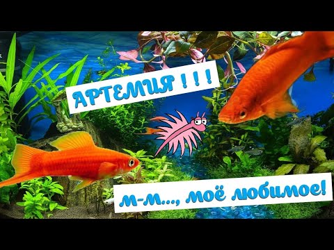 Видео: Кормление рыб - замороженная артемия