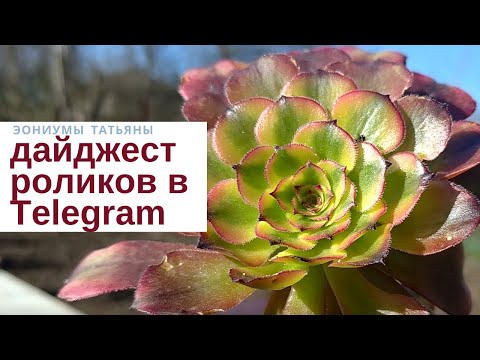Видео: Эониумы Татьяны Дайджест в Телеграм