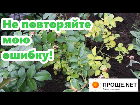 Видео: У розы пожелтела одна ветка. Что делать? Срочно принимайте меры!