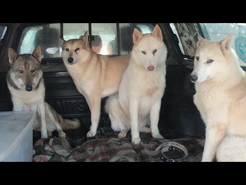 Видео: Всех приветствую на  канале Кухня охотника  с лайками