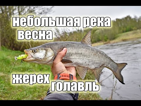 Видео: Голавлевый старт на небольшой реке