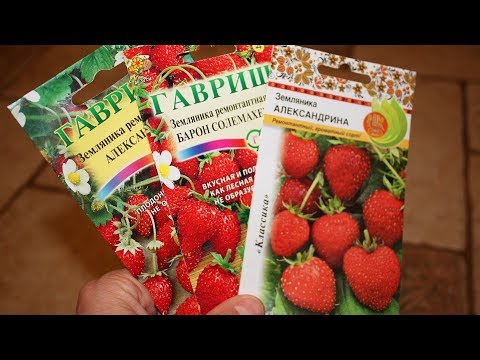Видео: Земляника - посев по снегу.  Надо ли сеять рано?