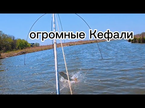 Видео: ОГРОМНЫЕ КЕФАЛИ С ИКРОЙ ГНУТ ПАУК, рыбалка на паук подъёмник.#рыбалка #fishing ÷#낚시