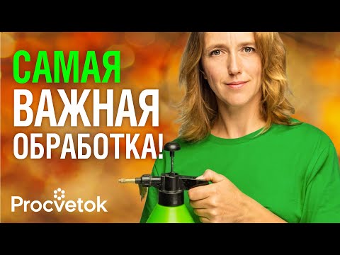 Видео: УНИЧТОЖЬТЕ ВСЕ БОЛЕЗНИ САДА РАЗОМ! Одна обработка осенью спасет ваш сад