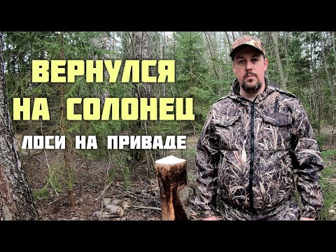 Видео: Вернулся на солонец. Лоси на приваде.