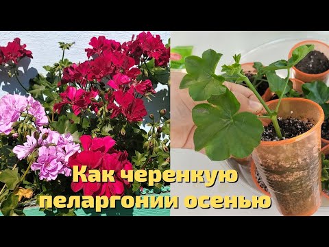 Видео: Как черенкую пеларгонии осенью
