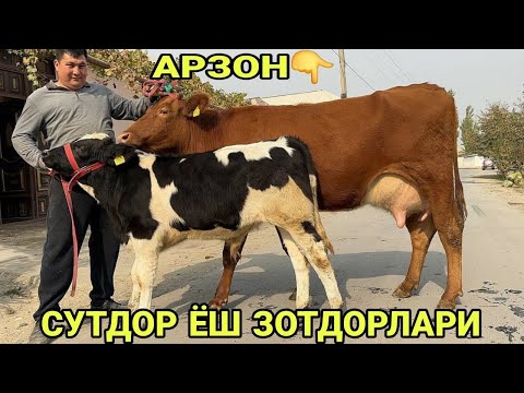 Видео: 1- КОРИНГА ЭСТОН ШВЕД КОРА БОЛЛАРИ СИММЕНТАЛ СИГИРЛАР СОТИЛАДИ SOTILADIGON SIGIRLAR 26 октября 2025