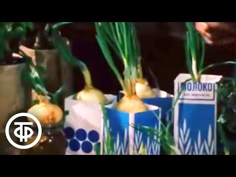 Видео: Урожай на подоконнике. Фрагмент передачи "Наш сад" (1985)