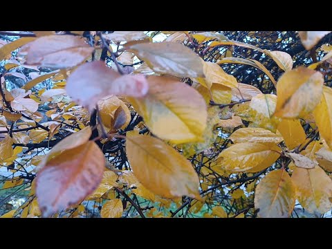 Видео: Таня Ворона в прямому ефірі.