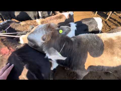 Видео: Бука-бычки/ Каракол мал базар/ 9-ноябрь