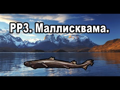 Видео: РР3. (Russian Fishing). Маллисквама. Королевская коллекция.