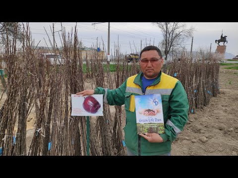 Видео: АНВАР мырза СЕКРЕТТИН айтып берди  /  БАГБАНДАР кулак салгыла