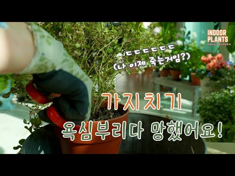 Видео: [4K]Спасение умирающего растения/Советы по первой помощи, если вы пропустили обрезку