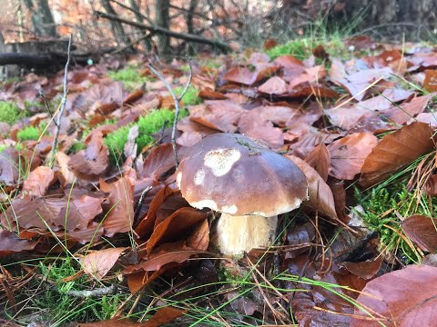 Видео: Грибы. А ещё есть белые и лисички :) Сбор грибов 13.11.2025
