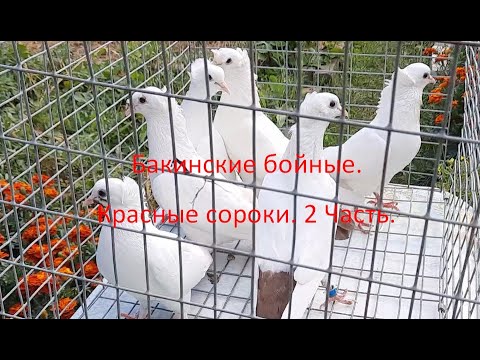 Видео: Цветнохвостые бойные- красные сороки.