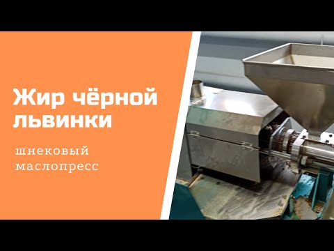 Видео: Как отжимать жир (масло) чёрной львинки