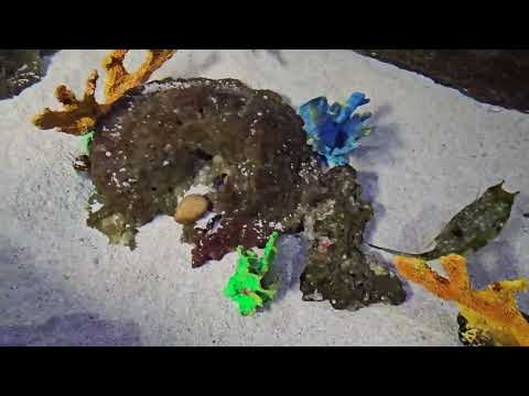 Видео: Малайзия, Океанариум Underwater World Langkawi