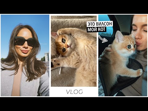Видео: ВЛОГ / ОДИН ДЕНЬ СО МНОЙ. НАША МЕЧТА СБЫЛАСЬ — В ПИТЕР ЗА КОТОМ 🐈