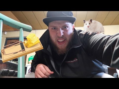 Видео: ЛОВЪТ НА МИШКАТА