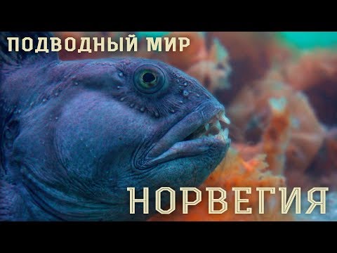 Видео: Норвегия. Подводный мир. Norway. Underwater world.