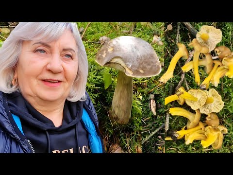 Видео: Поехали в Чехию за мясом…а вернулись с  лисичками!  🍄✨Лес — просто сказка 🌲