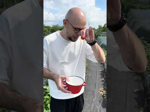 Видео: Дегустация сортов Сольхянг ,Орли (Орлец), Фенг Сянг|Корейские и китайские сорта клубники