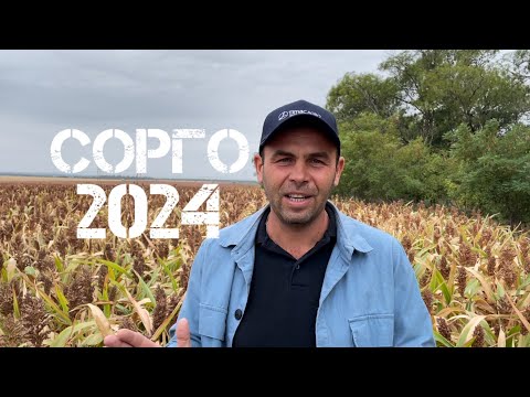 Видео: Сорго- итоги сезона 2024.