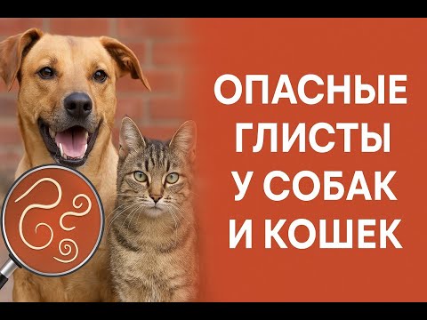 Видео: Опасные глисты, которыми может заразится собака, где это может случится и как от них защититься