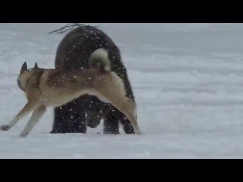 Видео: собаки Хлебникова Вадима   состязания удмуртия 2016г