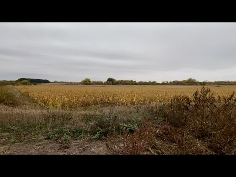 Видео: В пошуках опеньків | старі покинуті села | моє рідне село яке залишилося тільки на мапі 