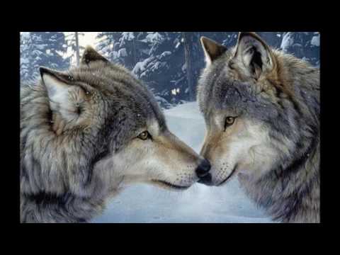 Видео: Валерий Леонтьев - ВОЛЧЬЯ СТРАСТЬ