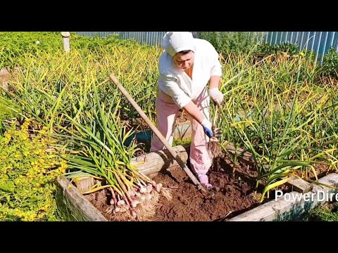 Видео: Выкопала чеснок 🧄🧄🧄 Делаю заготовки на зиму 🥒🥒🥒А мужики косят огороды 😉