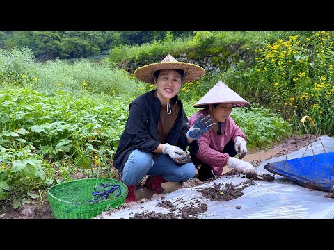 Видео: Посадите арбузы, созревшие за 3 месяца, и трое детей ждут, чтобы их сорвать.