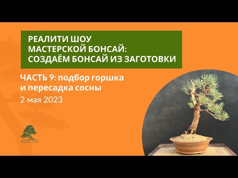 Видео: Подбор горшка и пересадка сосны бонсай