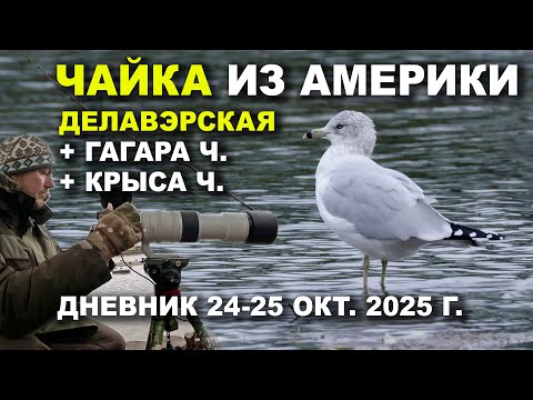 Видео: Делавэрская чайка и другие залётные. Дневник 25.10.25.