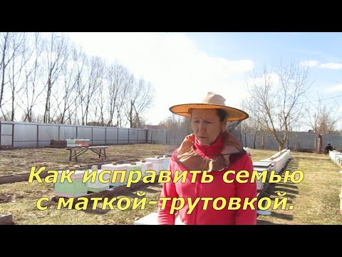 Видео: Как исправить семью с маткой-трутовкой (09.04.2024)