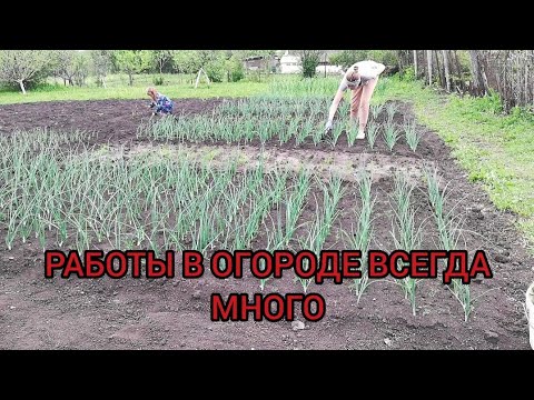 Видео: ЖИЗНЬ В ДЕРЕВНЕ /ОГОРОД/МОТЫЖИМ/ПОЛИВАЕМ/ПОЛЕМ/УБИРАЕМ/ПЕРЕЕХАЛИ ЖИТЬ ИЗ ГОРОДА В ДЕРЕВНЮ