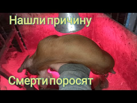 Видео: Лаборатория нашла причину смерти поросят. Хотели как лучше, а получилось хуже.