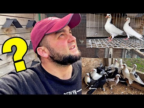Видео: 😯 Когда Полеты? Я на Связи! Бакинские голуби готовы Рвать Небо👍💪