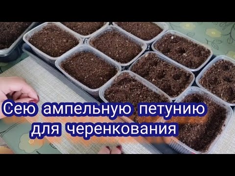 Видео: Сею ампельную петунию для черенкования. Грунт, условия и сроки посева